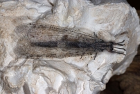 *(17230) Un Fourmilion (Neuroptre - Myrmeleontidae - Synclisis baetica)